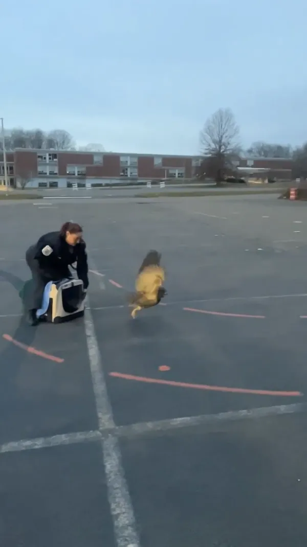 owl_release.png